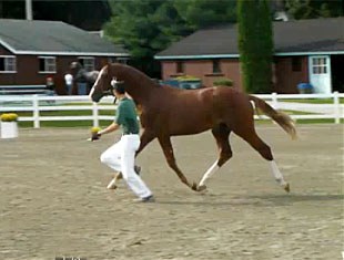 Perfect Qredit, Grand Champion of the 2009 Devon Breed Show