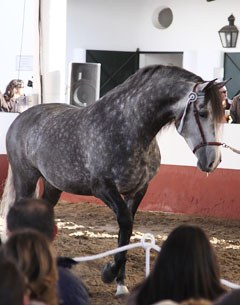 Parnaso, a young Fuego son, offered at auction at Cardenas' Stud.