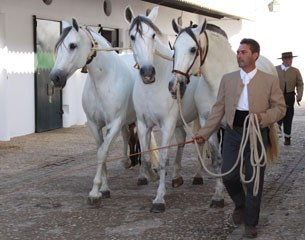 PRE breeder Miguel Cardenas holds an auction of his young stock each year in November. Sire, mares and youngsters are shown. The three mares is a Cobra of Mares, the traditional way to show them