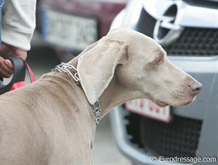 A final animal welfare note: Look at this gorgeous Weimaraner with a cruel pinch collar. If you can't control your dog, go to a professional positive (!) dog trainer instead of putting such a horrible collar on!