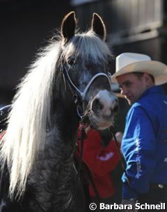 A cowboy and his pony