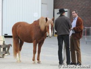 When Blaha did an interview outside the great arena later, one of his ponies just waited next to him without halter or bridle