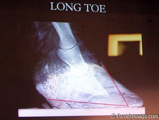 Correct shoeing by using X-rays