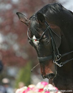 Italian Stefano Blasi has his Partyking wear an Italian browband