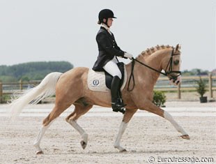 Franka Loos on Schermeer Hof Arendsoog. This pony lacks some suspension in trot, but then when he goes into extended trot, he flies