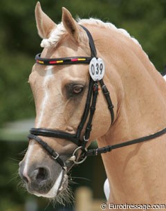 Katharina Weychert's lovely palomino Golden Derano C (by Derano Gold)