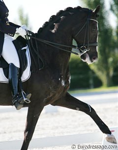 Dutch young rider Karlijn Lemmers presented Rex, an 11-year old black gelding by Climax