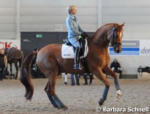 Capellmann schooling Elvis