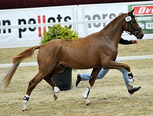 Quantchen Gluck (by Quaterback x Kolibri), 2009 Licensing Champion in Brandenburg