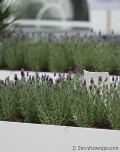 Rosemary was used as decoration all over the show grounds at the 2009 CDIO Rotterdam :: Photo © Astrid Appels