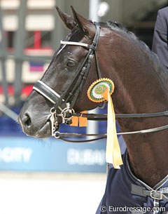 Edward Gal and Totilas capture the international dressage scene by storm at their first CDI in Rotterdam
