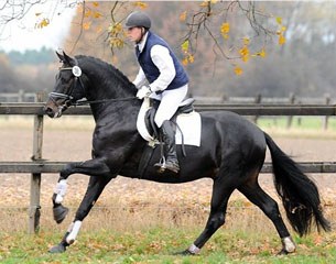 Furstenball as a young stallion at the 70-day Stallion Performance Test in Schlieckau in 2009 :: Photo © Kiki Beelitz