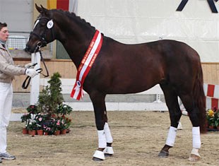 Bellheim, champion of the 2009 Austrian warmblood stallion licensing
