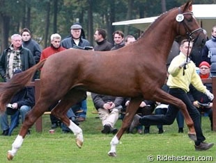 Fahrenheit (by Fidertanz x De Niro) at the 2009 Hanoverian Stallion Licensing :: Photo © Ridehesten.com