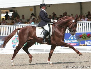 Five Belissimo M offspring competed in the 5-year old division!! Dominique Mohimont with the Belgian owned Celle Stallion Performance Test champion Belafonte (by Belissimo x Wendekreis)