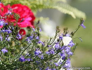 Beautiful flowers that even a butterfly enjoys