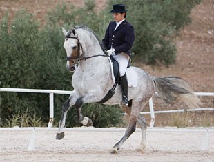 Cazurro II (by Pampero VII x Albero II) :: Photo © Top Iberian