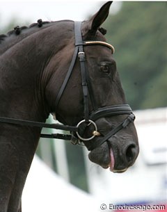 Scharmeur sticks his tongue out during the ride