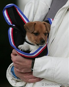 Jack Russel pup of the No Concept store