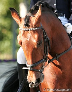 Hoppenhof's Erwin with a browband spelling out his name