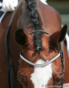 Nice braided mane, sparkling browband of....