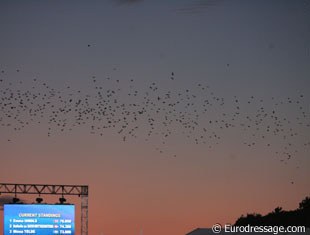 Birds flying over the Windsor arena at dusk