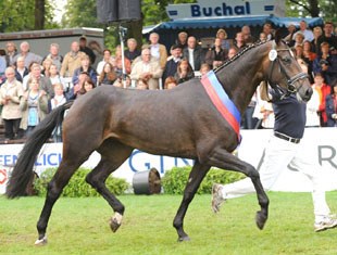 Carlotta, Champion of the 2009 Oldenburg Elite Mare Show in Rastede :: Photo © Kiki Beelitz