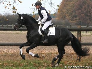 Furstenball reigned supreme at the 70-day Stallion Performance Test in Schlieckau