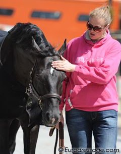 Totilas gets an occasional pat and head rub. The stallion is totally mellow.