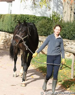 A groom takes Laissez Faire to his paddock for his daily turnout