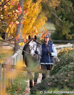 A French working student leads an Andalusian to the outdoor arena