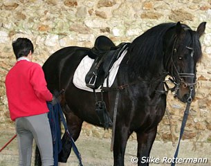 Laisser Faire is warmed up with some in-hand piaffe work