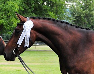 Fayahra MFW (by Feinsinn), Swiss Champion Mare :: Photo © Elisabeth Weiland