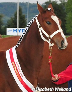 2010 Swiss Filly Champion Orla vom Loo (by Sir Donnerhall)