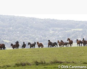 Herd of broodmares :: Photo © Dirk Caremans