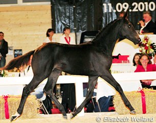 Flying Dance LIN (by Fidertanz x Furst Heinrich) :: Photo (c) Elisabeth Weiland