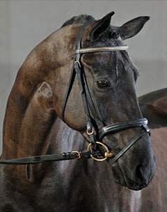 Celentano (by Royal Diamond x De Niro x Seydlitz)