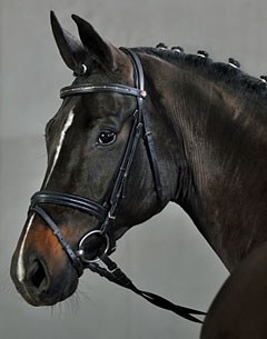 Die Knef (Sandro Hit x Royal Diamond x Royal Angelo I)