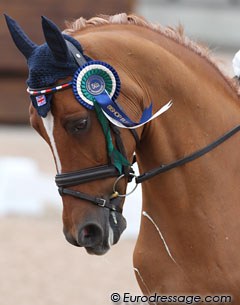 British pony with a European Championship Ribbon :: Photo © Astrid Appels