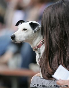 Dogs at the show