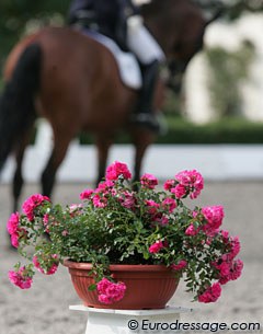 Flowers everywhere at Schafhof, making this one of the prettiest venues ever to take photos of horses in competition!