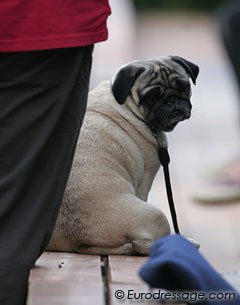 Pug