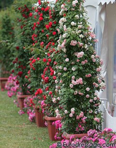 Roses everywhere at the Schafhof