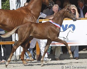 Ferrari, KWPN Dressage Foal of the Year 2010 :: Photo © Dirk Caremans