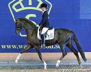 Sohn der Sonne passed the 2011 Swedish Warmblood performance testing :: Photo © David Svensson