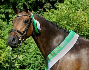 Dolce Luciana (by Lord Luciano x Exorbitant xx)
