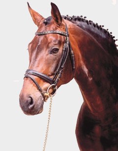 Dr Jackson (by Dream of Glory x Rubinstein)