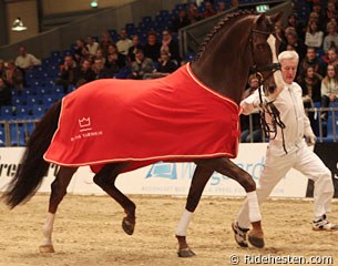 Blue Hors Don Romantic Proclaimed Danish Stallion of the Year 2010 :: Photo © Ridehesten.com