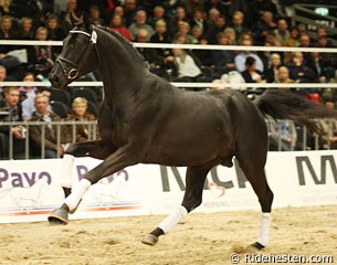 Soreldo (by Sorento x Ronaldo) in freedom at the 2010 Danish Warmblood Stallion Licensing :: Photo © Ridehesten.com