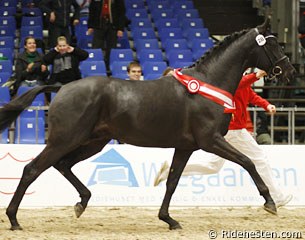 Soreldo, Champion of the 2010 Danish Warmblood Stallion Licensing :: Photo © Ridehesten.com